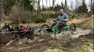 Experience the Sacco Adventure with the utimate dry land/urban mushing cart.