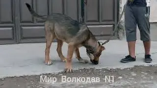 Обзор Питомник брата Даврон Усмонов Заводчик г худжанд 05.07.2023( видео- Мирза рахимов)