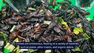 Cricket Exterminator - Oklahoma Pest Control