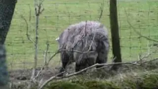 Herdwick Sheep