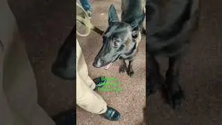 Belgian detective dog#police#detective#belgian#dogviralshorts#viralvideo