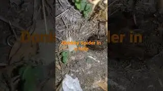 Donkey Spider July 6, 2022
