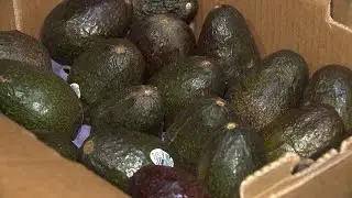 Your guacamole could soon cost more as Mexican avocado ban continues