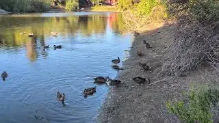 Cat TV for Cats to Watch - Ducks Quacking at Sunset / Nature Relaxation Film