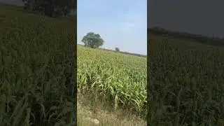 Jowar crop 25-26 RMS at Raichur Karnataka