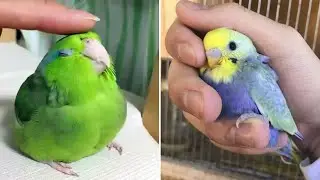 Smart And Funny Parrots Parrot Talking Videos Compilation (2023) - Cute Birds #34