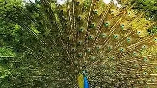 Original Video | Wild Peacock Hypnotic Display &mdash; Nature&rsquo;s Most Magical Love Dance Real Nature Sound