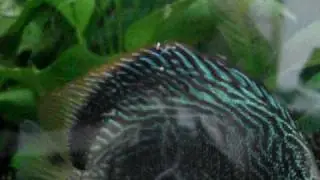 Alevines Peces Disco 1