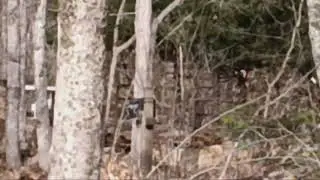 Yellow bellied sapsuckers drumming/ tapping. Read description.