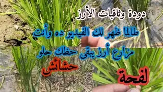 أهم التوصيات الضروريه لمزراعى الأرز خلال شهر يوليو شهر ٧ واحذر ثاقبات الأرز ومرض اللفحة