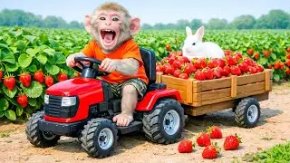 Monkey Farm: Brave Monkey Rescues a Rabbit in the Strawberry Field!- Monkey Farm Work |