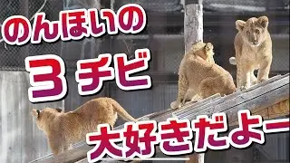のんほいパークのチビーズ【大好きだよ〜😊】 #のんほいパーク #シルク #三つ子 #ライオン #アース #旭山動物園 #桐生が岡動物園 #安佐動物園 #lion #ベガ #兄弟