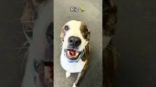 Saved the goodest boy for last 🫡 #trend #doggydaycare #dogs #cute #foryou #fyp #viral #puppy