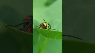 Insect macro videography, mobile videography