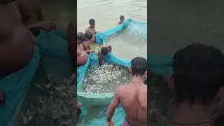 #S.R.K.FISH.SEEDS.SUPPLIER #kisan #fish #fishfarming #fishing