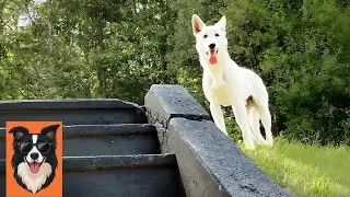 They adopted the dog that didn't want to see people.