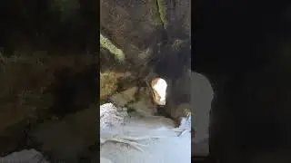 Fallen Sequoia