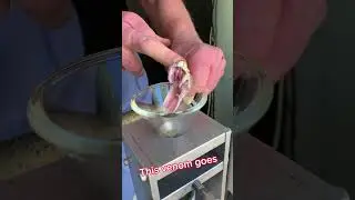 Russell&rsquo;s viper venom extraction! To make diagnostic test for #lupus #venomous #snake