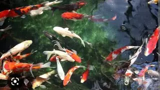 Amazing color fish gandaki trout farm pokhara Kaski nepal