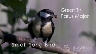 Great Tits - Small Garden Song Birds - Parus Major - Nest Box - Nesting