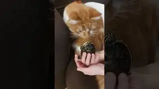 Cat vs tortoise