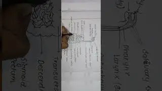 Concept of human digestive system with the help of diagram in detail and easy way