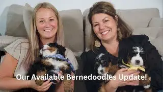 Amber's F1 Mini Bernedoodle Puppies at Serenity Hill Puppies | Amega Star Pup Academy Collab!
