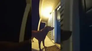 Dog Funny Doorcam Clip 😂😂.             #meme #doorcam #dog #funny #explosion