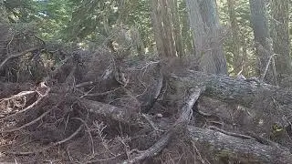 Lennox Mountain - North Bend, Washington