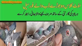 Out class dab wala jora for sale | 03348732496 |😃☺😇😊🤩😁|Chakwal pigeon care |
