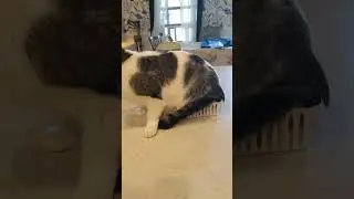 Camilla Makes Biscuits in the Kitchen! #cutecat #cute #cat #funny #makingbiscuits #sillycat