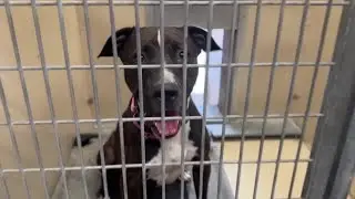 Pet adoptions down nationwide, Las Vegas rescues explain why