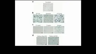 Efficient Labeling Of Mesenchymal Stem Cells-ID 211205