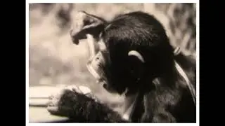 The Chimp's Adventure
