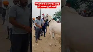 Puskar animal fair 2025 #marwarihorse #animalfair #horsetrading #pushkarmela2025