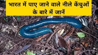 Know about Indian Blue Earthworms | Perionyx Macintoshi | Meghalaya | Shillong | UPSC | IAS