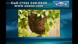 Expert Pest Control Lincroft NJ (732)504-3758 Ozane.com