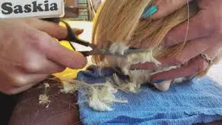 Guinea Pig Haircut with Tank