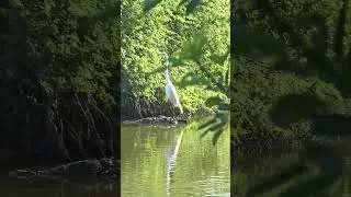 Great White Heron