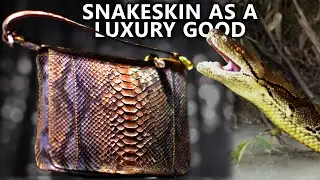 Abuse of Snakeskin: Extinction of snakes ? | Planet E Documentary