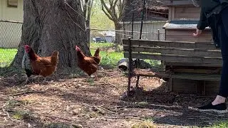 Bird flu detected in central Indiana with infected backyard flock