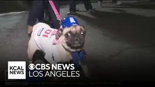 Fans rejoice as Dodgers move on in postseason, earning Wild Card series sweep over Cincinnati Reds