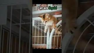 Cat are Liquid😼💧|#shorts #sigmacat #aura #shortvideo #sigma