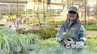 SiteOne Field Guide: Ornamental Grasses