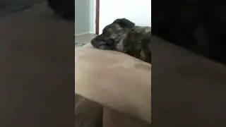 Dog commentary