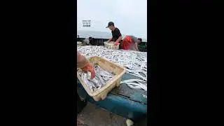 LIVE📹 | Net Fishing in the Pacific Ocean. #shorts #boat #fishing