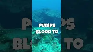 Did You Know Octopus Have 3 Hearts? 🐙❤️ | Fun Animal Fact for Kids