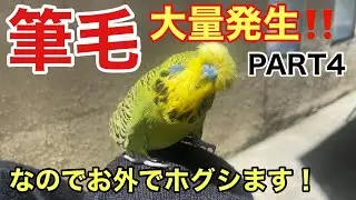 【インコ】筆毛大量発生‼️PART4  お外でホグシます‼️〜pin feather removal〜