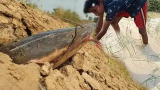 Amazing Underground Monster Fishing By Hand. Traditional Catching Fish Dry Season In River.#fishing