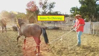 Long Lining A Young Horse